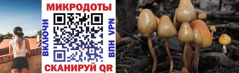 omg как зайти  Саянск  Псилоцибиновые грибы GOLDEN TEACHER 